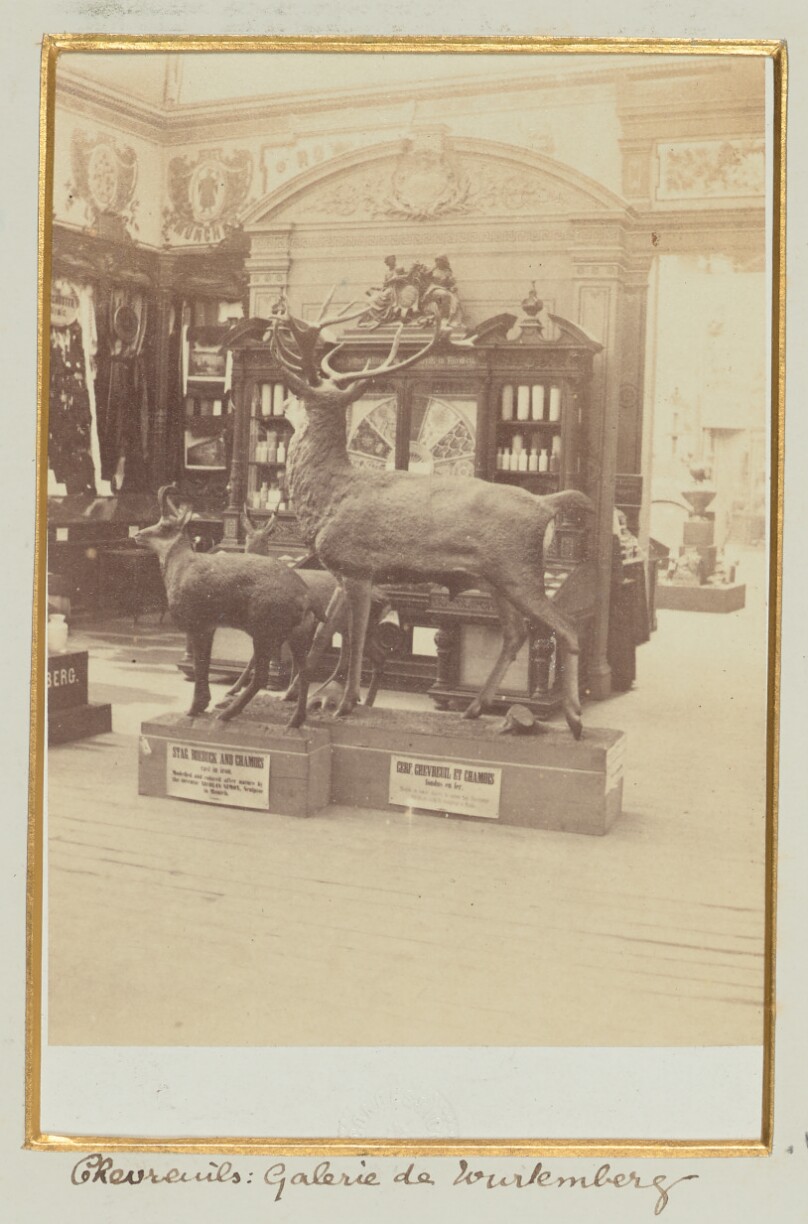 Chevreuils, Galerie de Wurtemberg