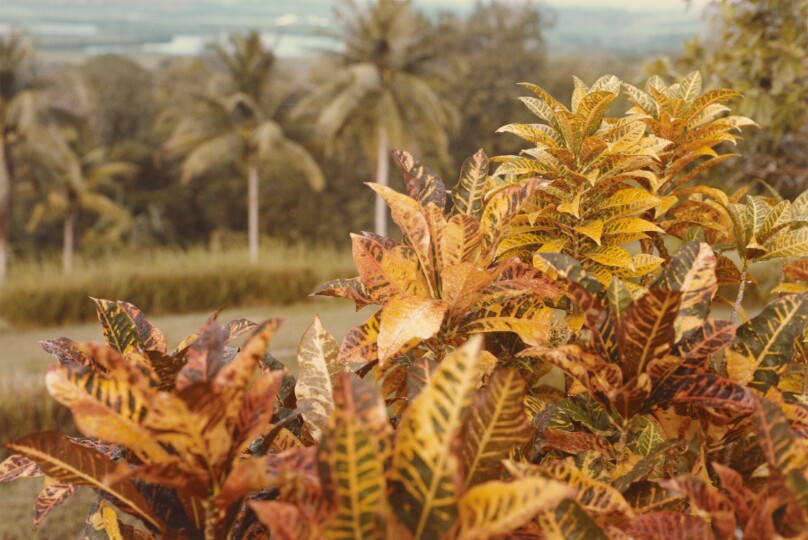 [Plants and palms, Jamaica]