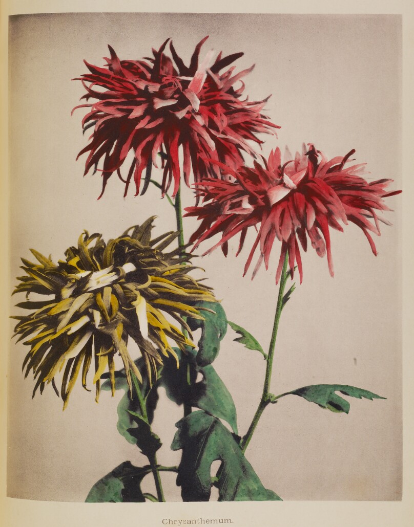 Chrysanthemum