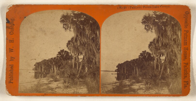 Palmetto Forest Lake George. [Florida]