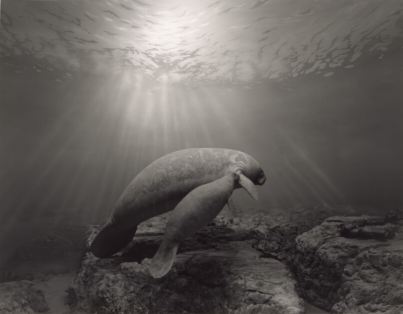 Manatee