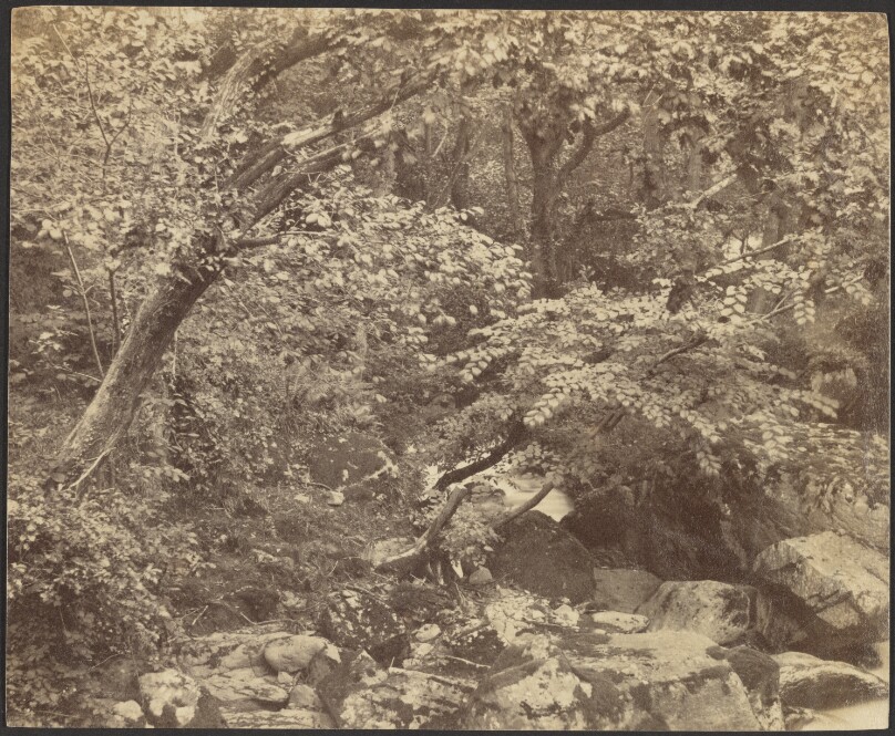 [Landscape with Stream and Trees]