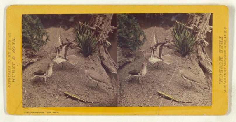 Class II, Order IV, Grallae. Family Scolopacidae. Spotted Sandlark...