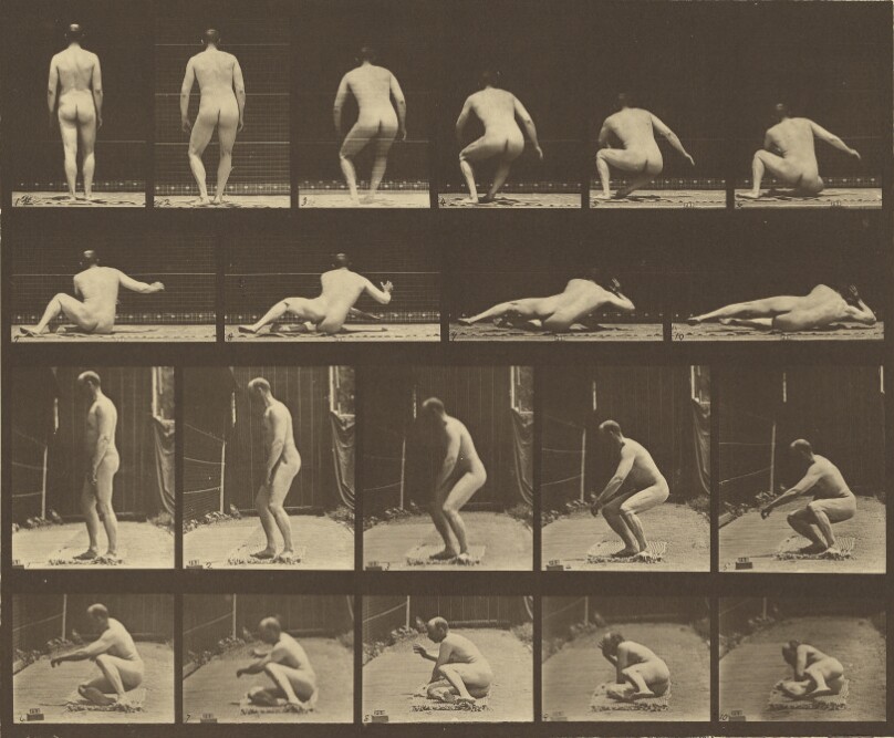 Animal Locomotion
