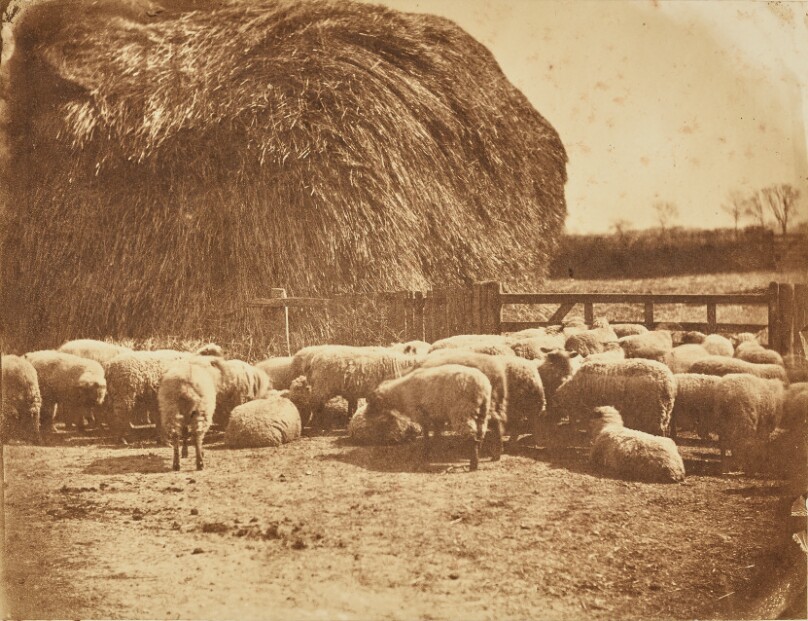 [Sheep in a pen]