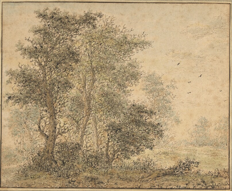 Forest Scene