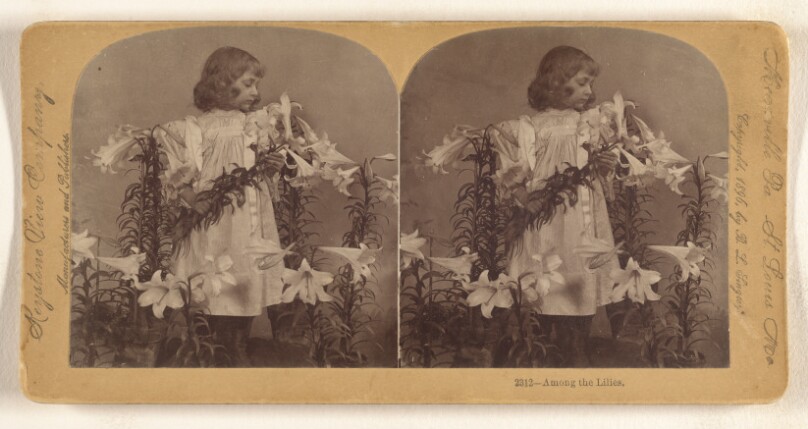 Among the Lilies.