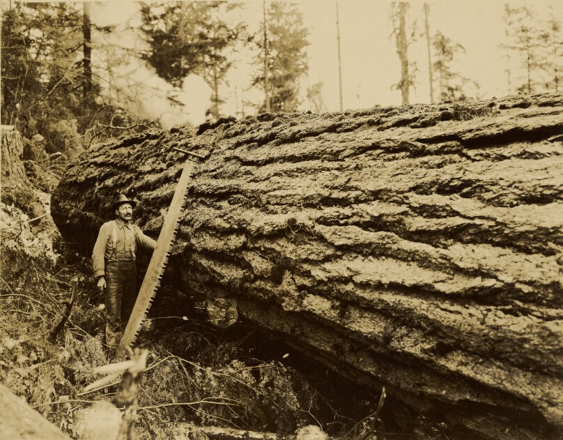 [Logger, crosscut saw and felled tree]