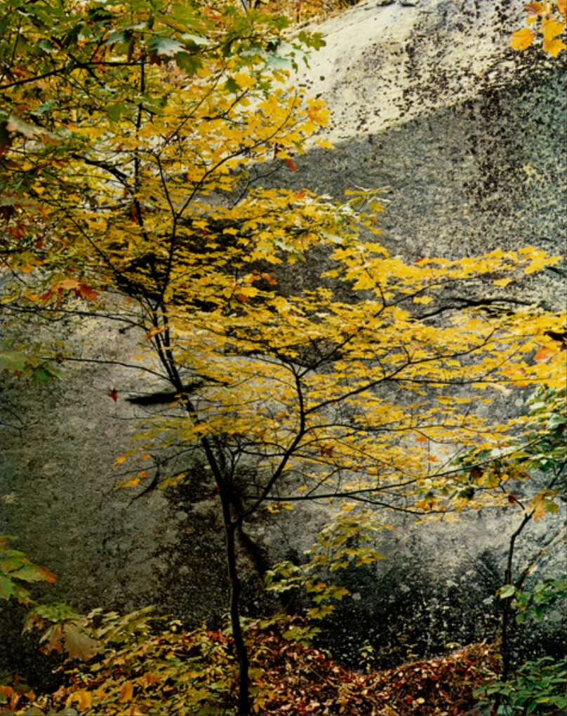 Maple Sapling and Rock, Passaconaway, New Hampshire