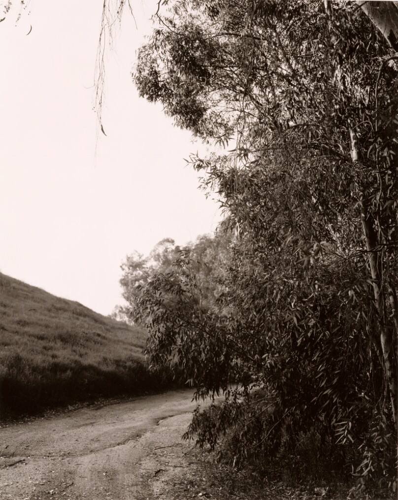 Eucalyptus Next to Interstate 10, Redlands, California