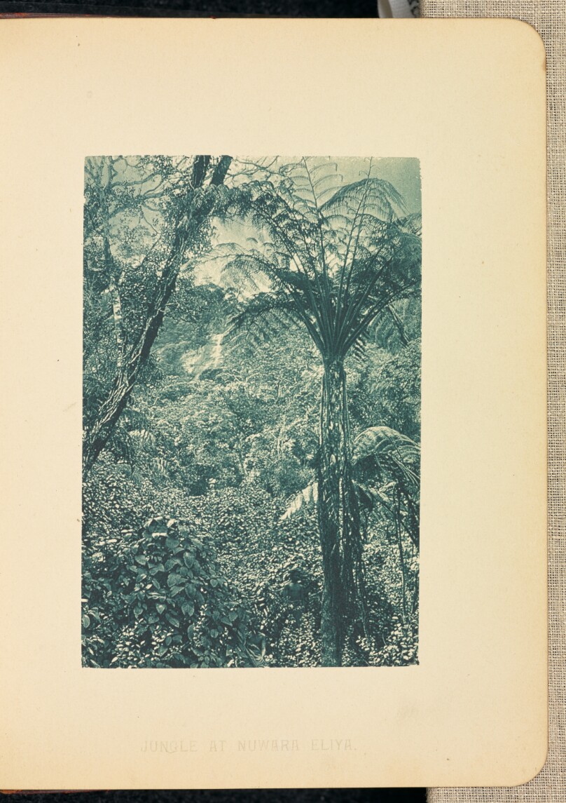 Jungle at Nuwara Eliya