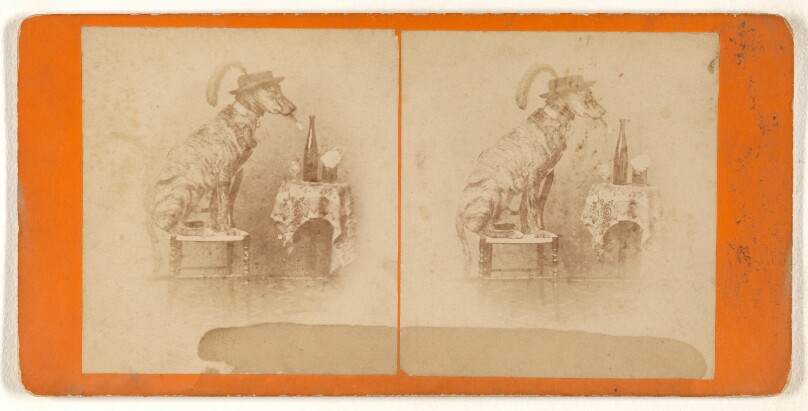 [The Bachelor]/[Dog seated on stool, wearing hat, smoking cigar]