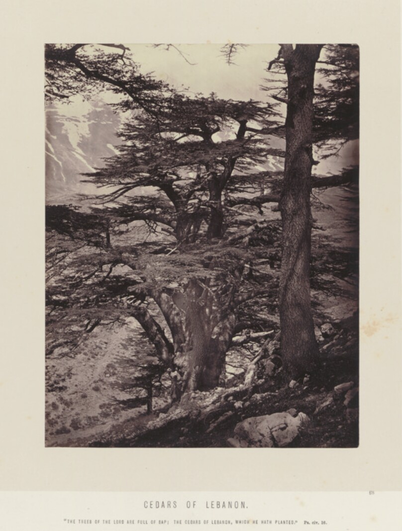 Cedars of Lebanon