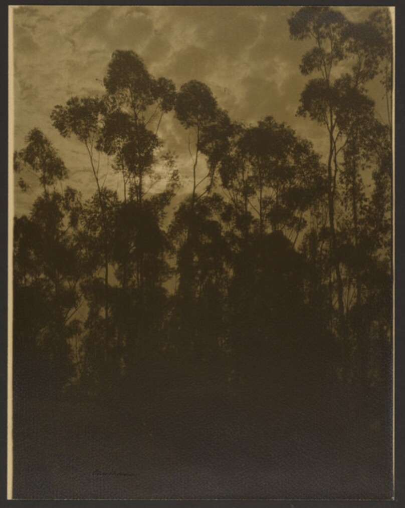 [Silhouette of trees]