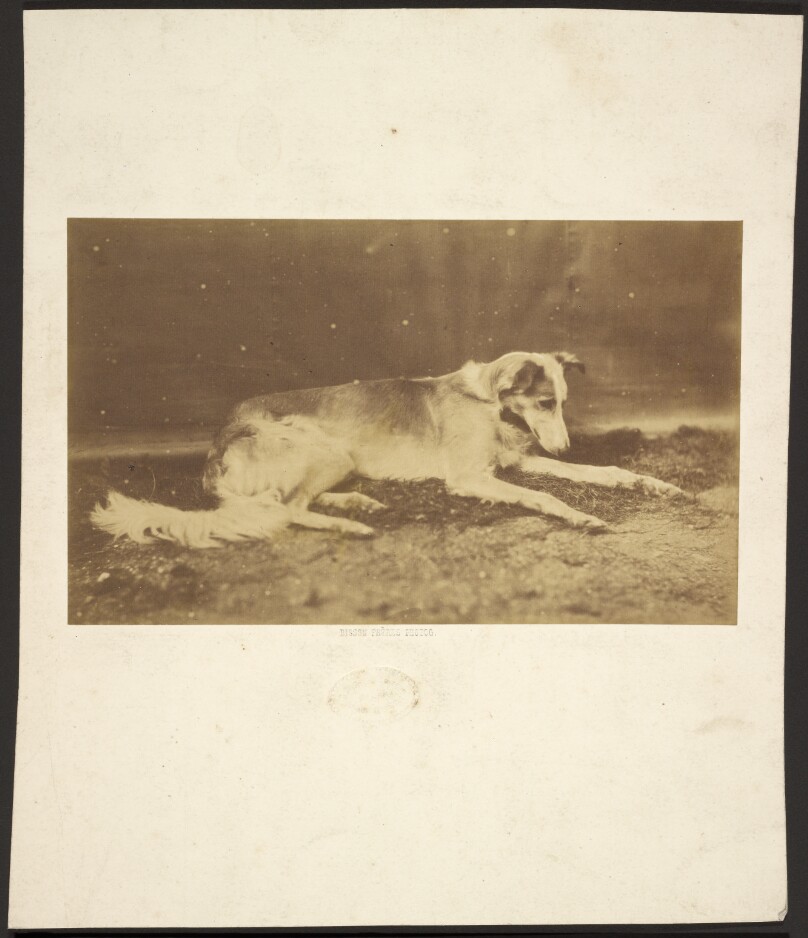 [Dog]