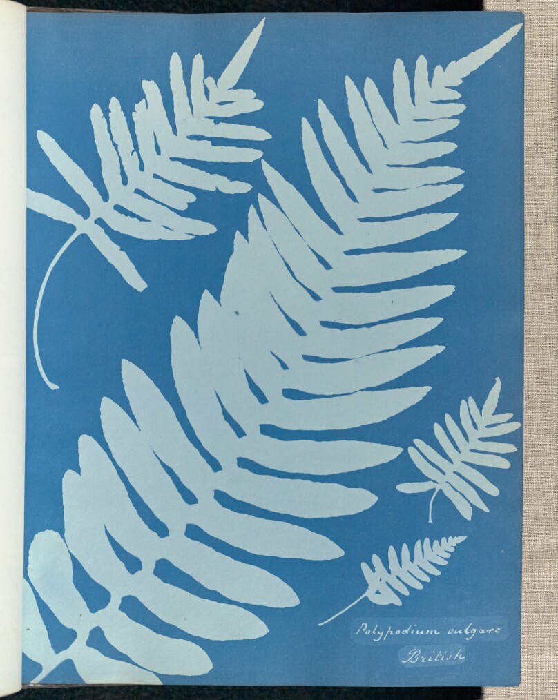 Polypodium vulgare, British