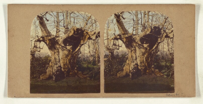 [Gnarled tree]