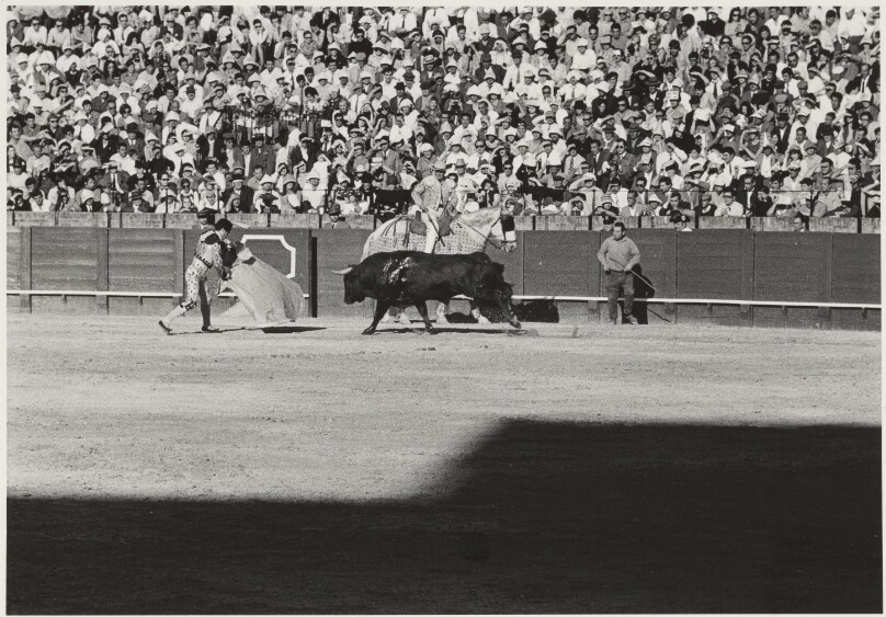 [Bull Charging at Cape]