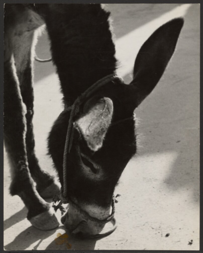 [A Donkey]