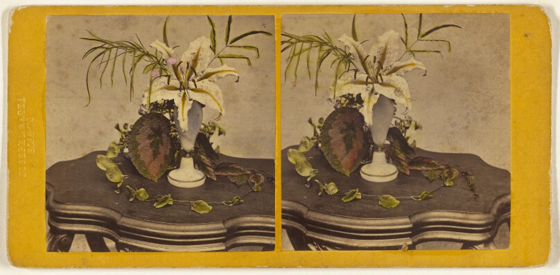 Flowers, Golden Banded Lilly [sic].