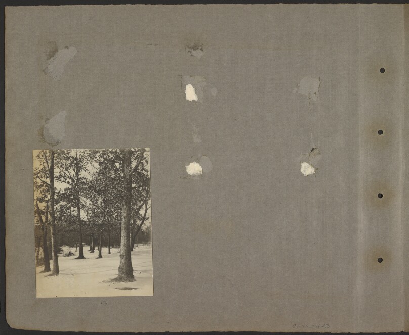 [Trees in Snow]