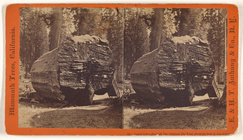 Auger holes through the Original Big Tree, showing how it was felled.