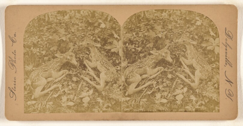 Forest Twins - Fawns of Red Deer