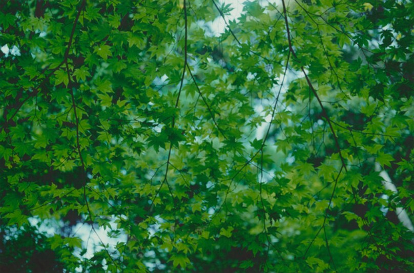 Green Tree Leaves