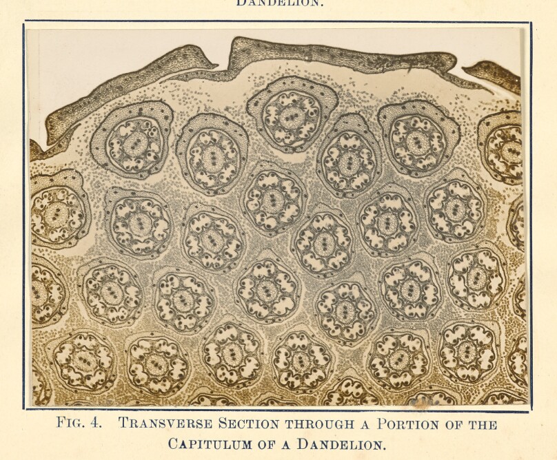 [View of Dandelion Plant - Transverse Section]