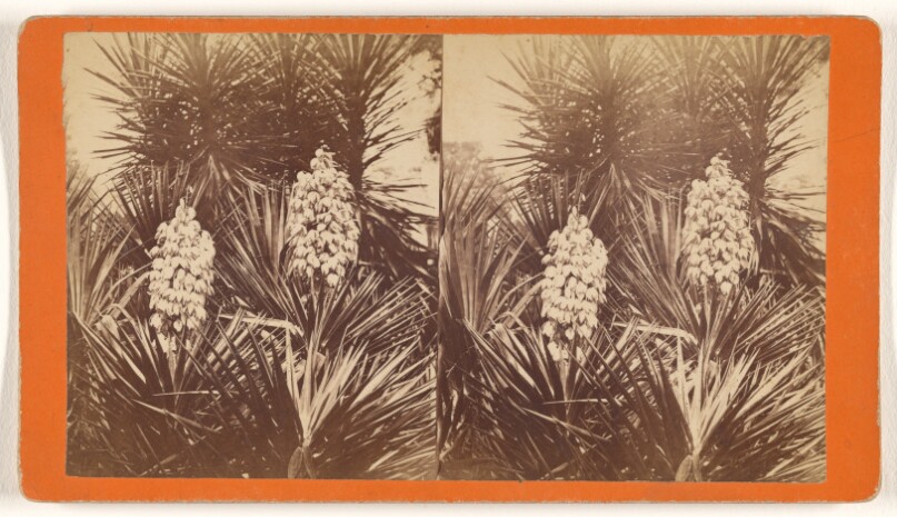 [Spanish Bayonet in Blossom]