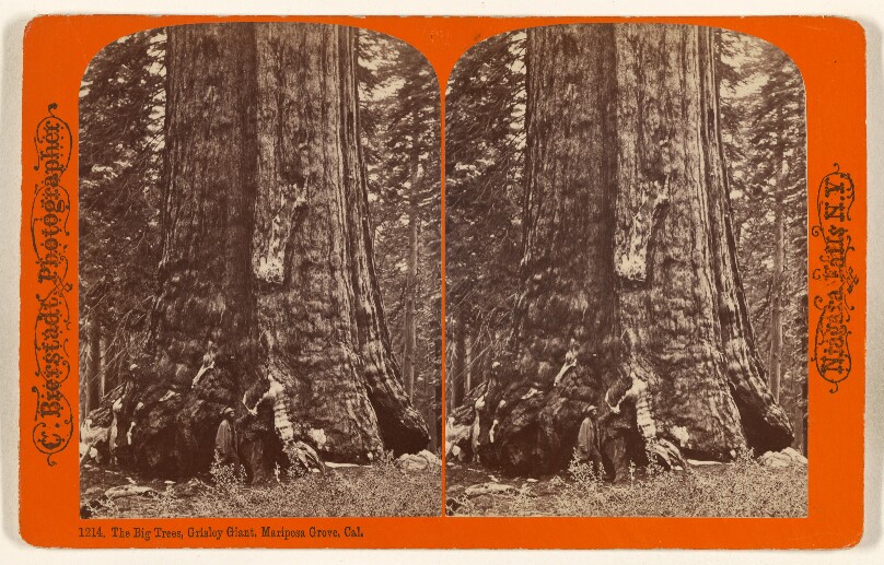 The Big Trees, Grisley [sic] Giant, Mariposa Grove, Cal.