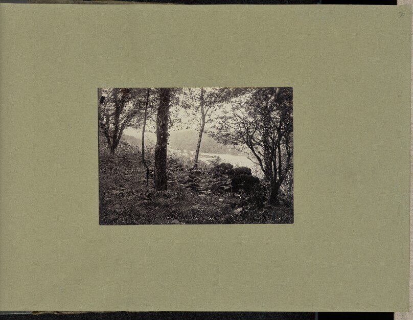 [Forest landscape with river]