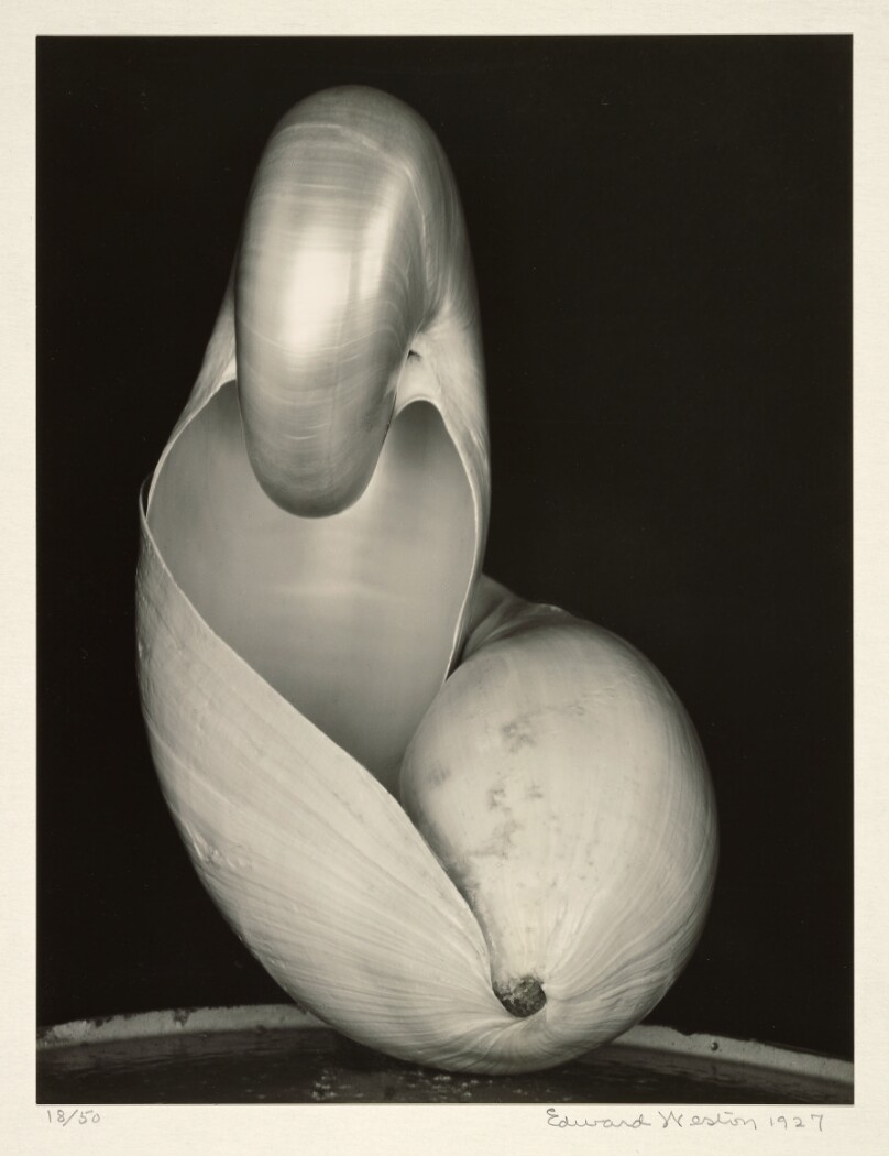 Two Shells (88.XM.56)