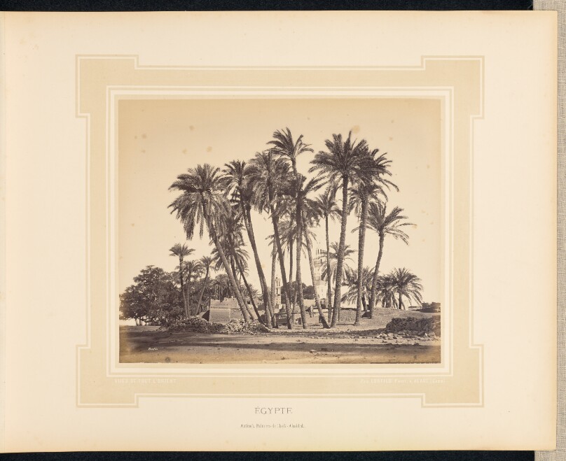 Égypte: Antinoë, palmiers de Cheik-Abadded