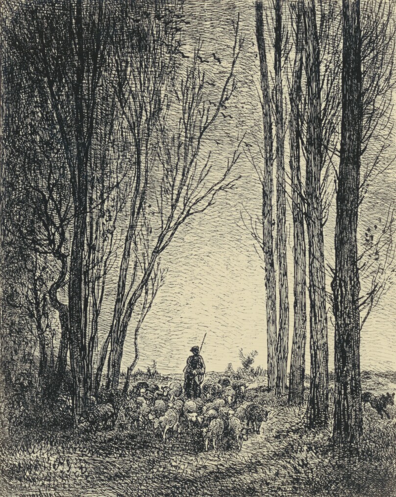 La Rentrée Du Troupeau