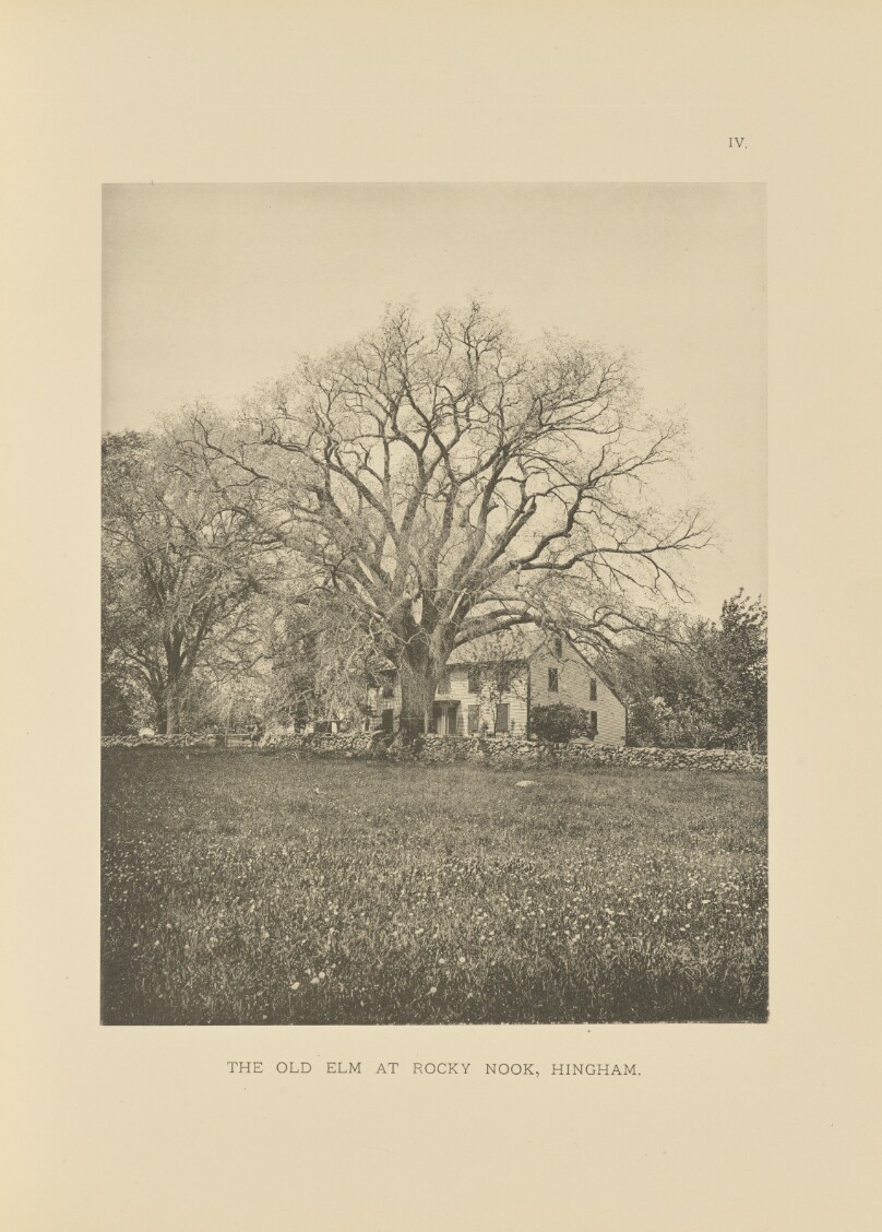 The Old Elm at Rocky Nook, Hingham