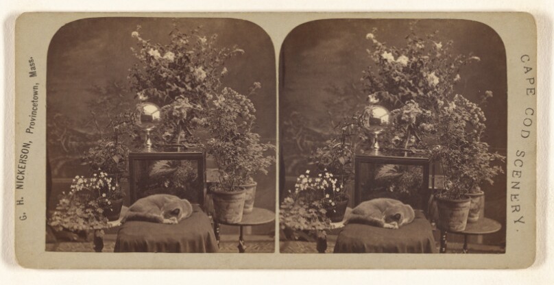 [Cat asleep on padded chair, plants and flowers in background]