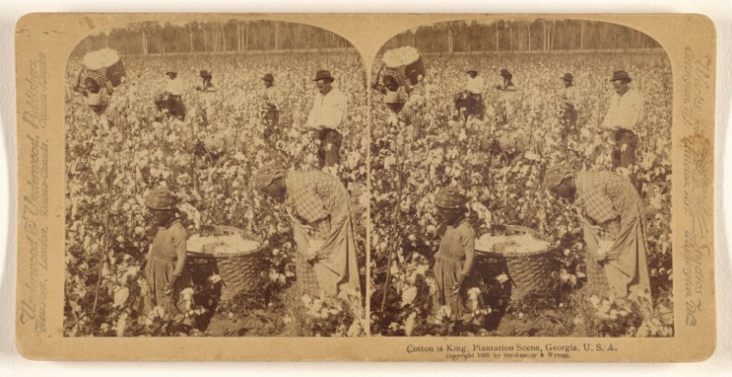 Cotton is King - A Plantation Scene, Georgia, U.S.A.