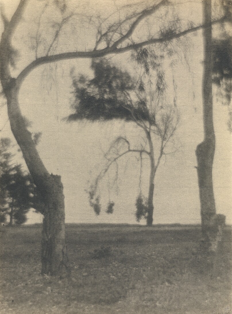 [Landscape with Trees]