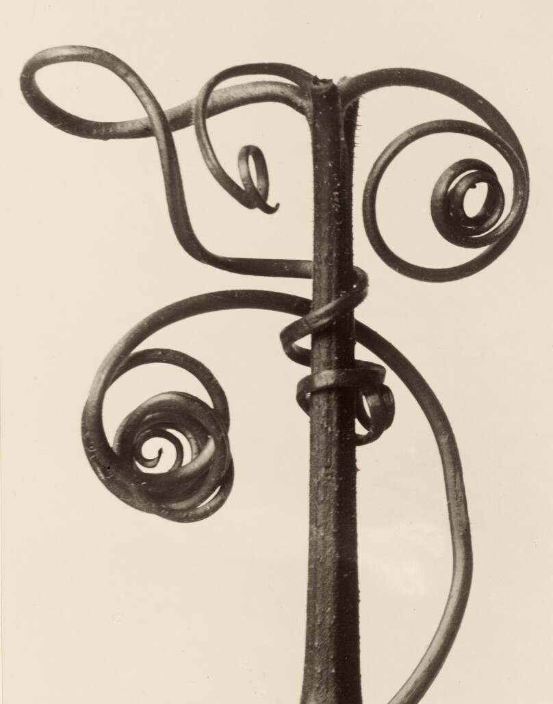 Cucurbita
