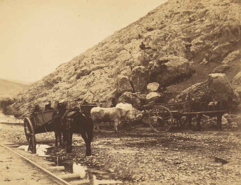 Cattle & Carts, Leaving Balaklava