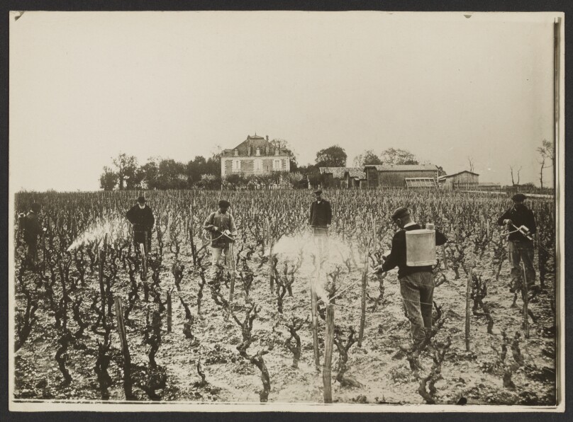[Les vins de France, sulfatage des vignes]