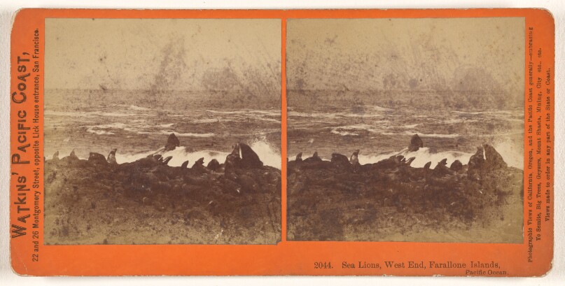 Sea Lions, West End, Farallone [sic] Islands, Pacific Ocean.