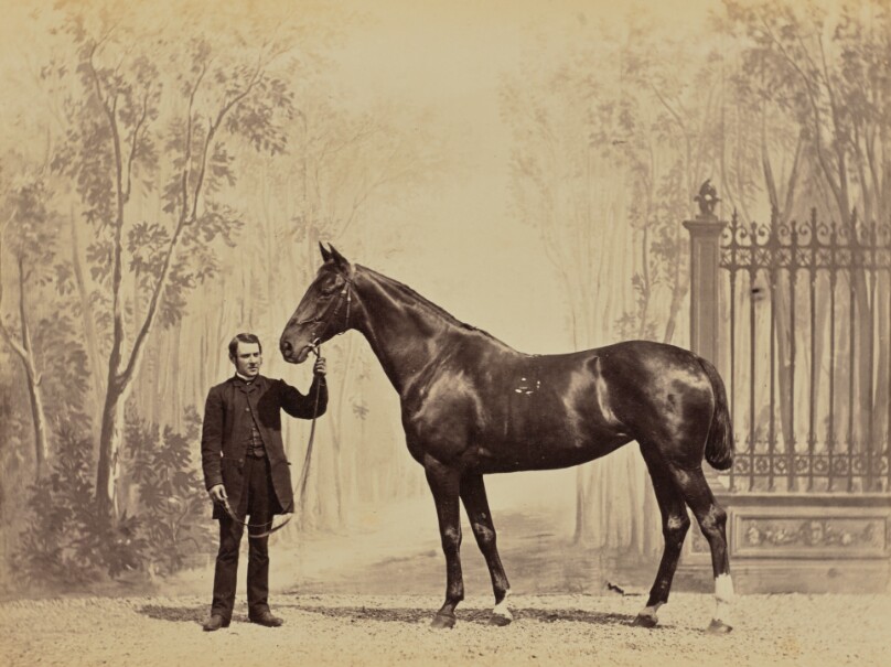 Shang Haï, cheval d'attelage normand à Mr. Johnston, 1er Prix à l'Exposition Hippique Française en 1866