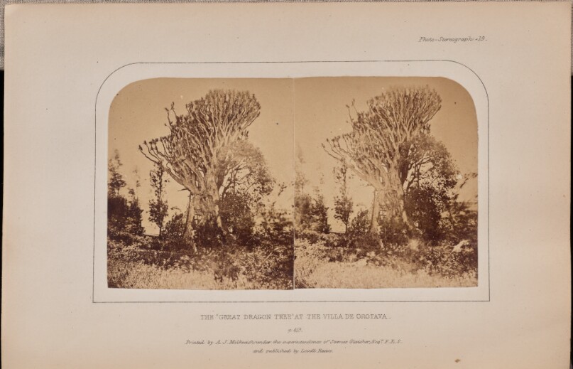The "Great Dragon Tree" at the Villa de Orotava