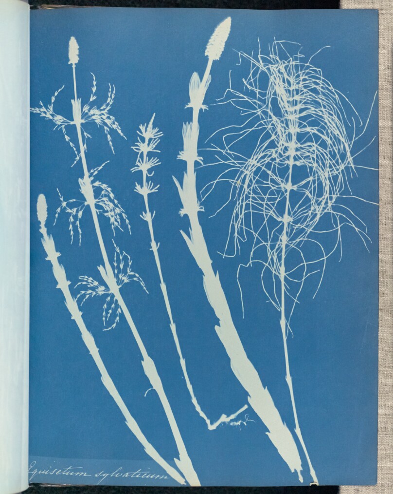 Equisetum sylvaticum