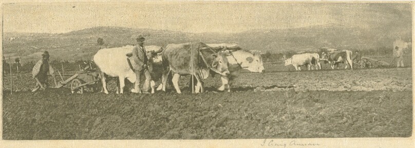 Ploughing on the Campagnetta
