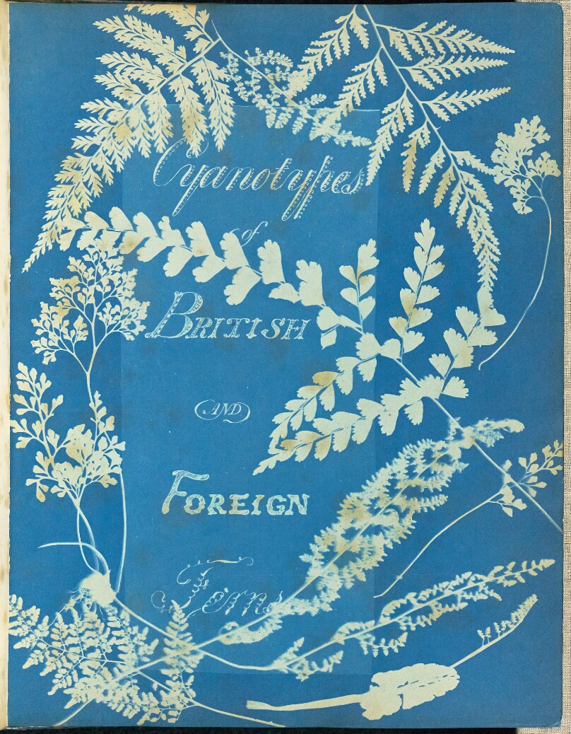 Cyanotypes of British and Foreign Ferns