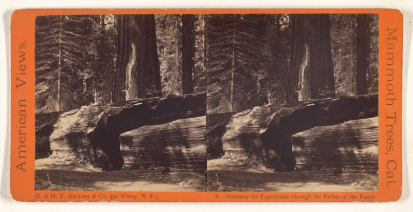 Gateway for Equestrians through the Father of Forest. [Mammoth Trees, California]
