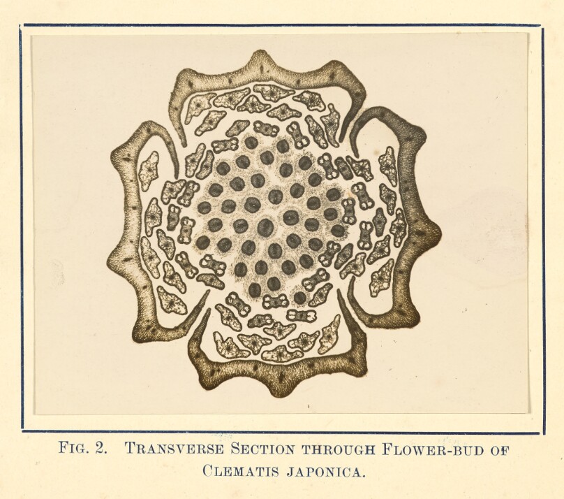 [View of Clematis Japonica - Transverse Section]